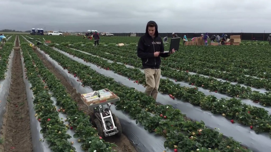 Researcher with laptop beside a strawberry-field robot