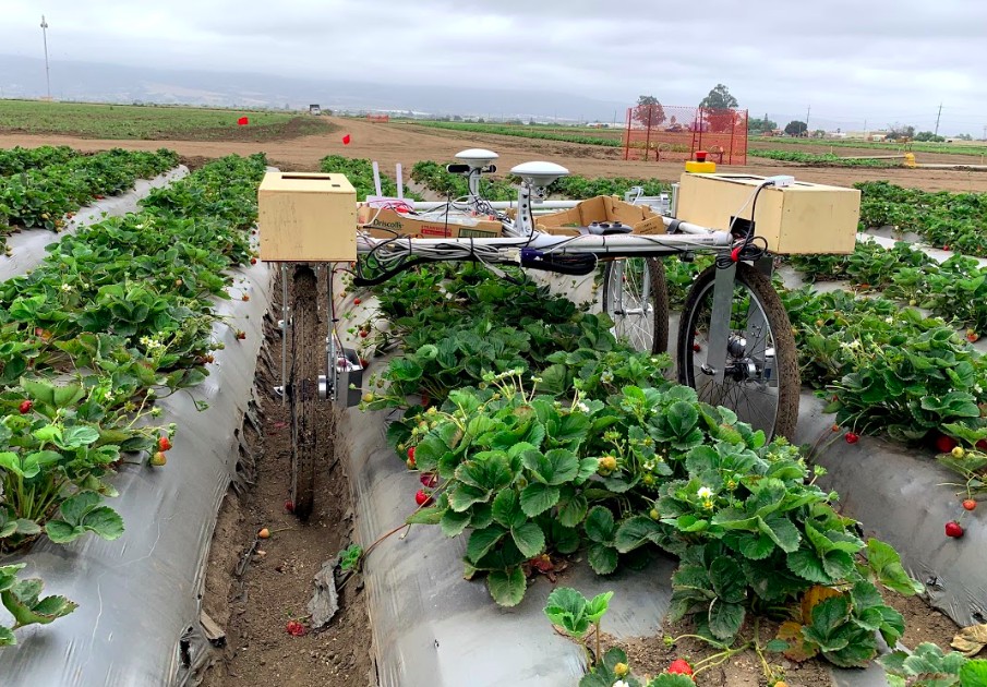 UC Davis field robot straddling a strawberry row